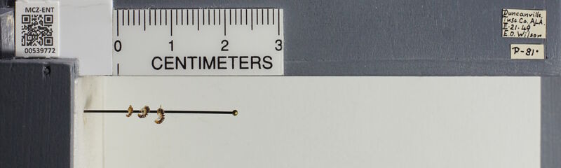 Museum drawer holding Ponera pennsylvanica, collected by Edward Osborne Wilson at Duncanville, Alabama in 1949