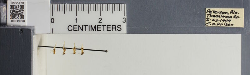 Museum drawer holding Prenolepis imparis, collected by Edward Osborne Wilson at Peterson, Alabama in 1949