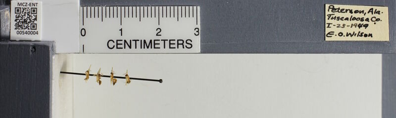 Museum drawer holding Prenolepis imparis, collected by Edward Osborne Wilson at Peterson, Alabama in 1949