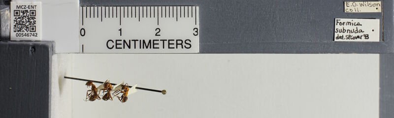 Museum drawer holding Formica aserva, collected by Edward Osborne Wilson at Concord, Estabrook Woods, Massachusetts in 1975