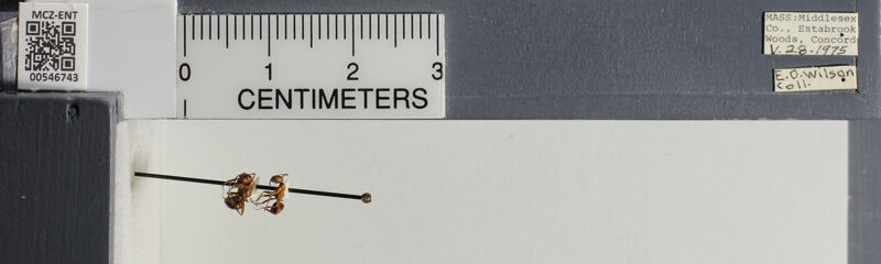 Museum drawer holding Formica aserva, collected by Edward Osborne Wilson at Concord, Estabrook Woods, Massachusetts in 1975