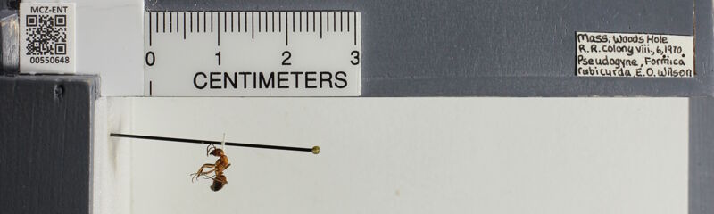 Museum drawer holding Formica rubicunda, collected by Edward Osborne Wilson at Woods Hole Railroad, Massachusetts in 1970
