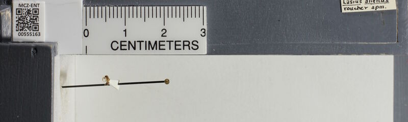 Museum drawer holding Lasius americanus, collected by Edward Osborne Wilson at Concord, Massachusetts in 1966