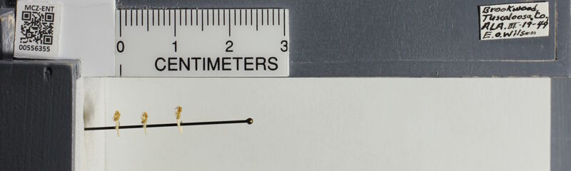 Museum drawer holding Lasius flavus, collected by Edward Osborne Wilson at Brookwood, Alabama in 1949