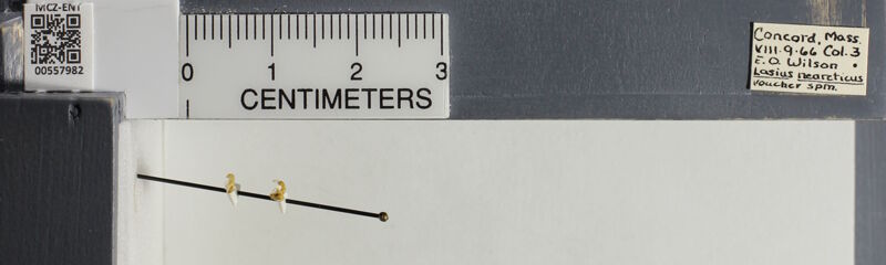 Museum drawer holding Lasius nearcticus, collected by Edward Osborne Wilson at Concord, Massachusetts in 1966