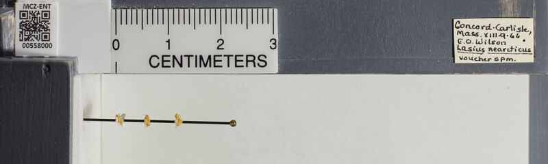 Museum drawer holding Lasius nearcticus, collected by Edward Osborne Wilson at Concord-Carlisle, Massachusetts in 1966