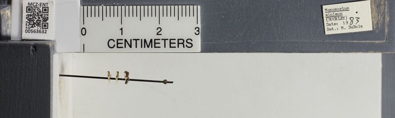 Museum drawer holding Monomorium minimum, collected by Edward Osborne Wilson at Tuscaloosa, Alabama in 1949