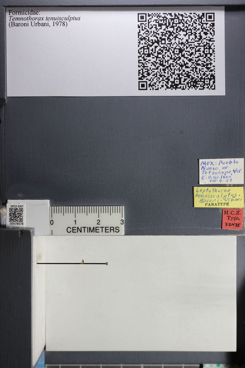 Temnothorax tenuisculptus, type collected by Edward Osborne Wilson at Pueblo Nuevo, near Tetzonapa, Veracruz
