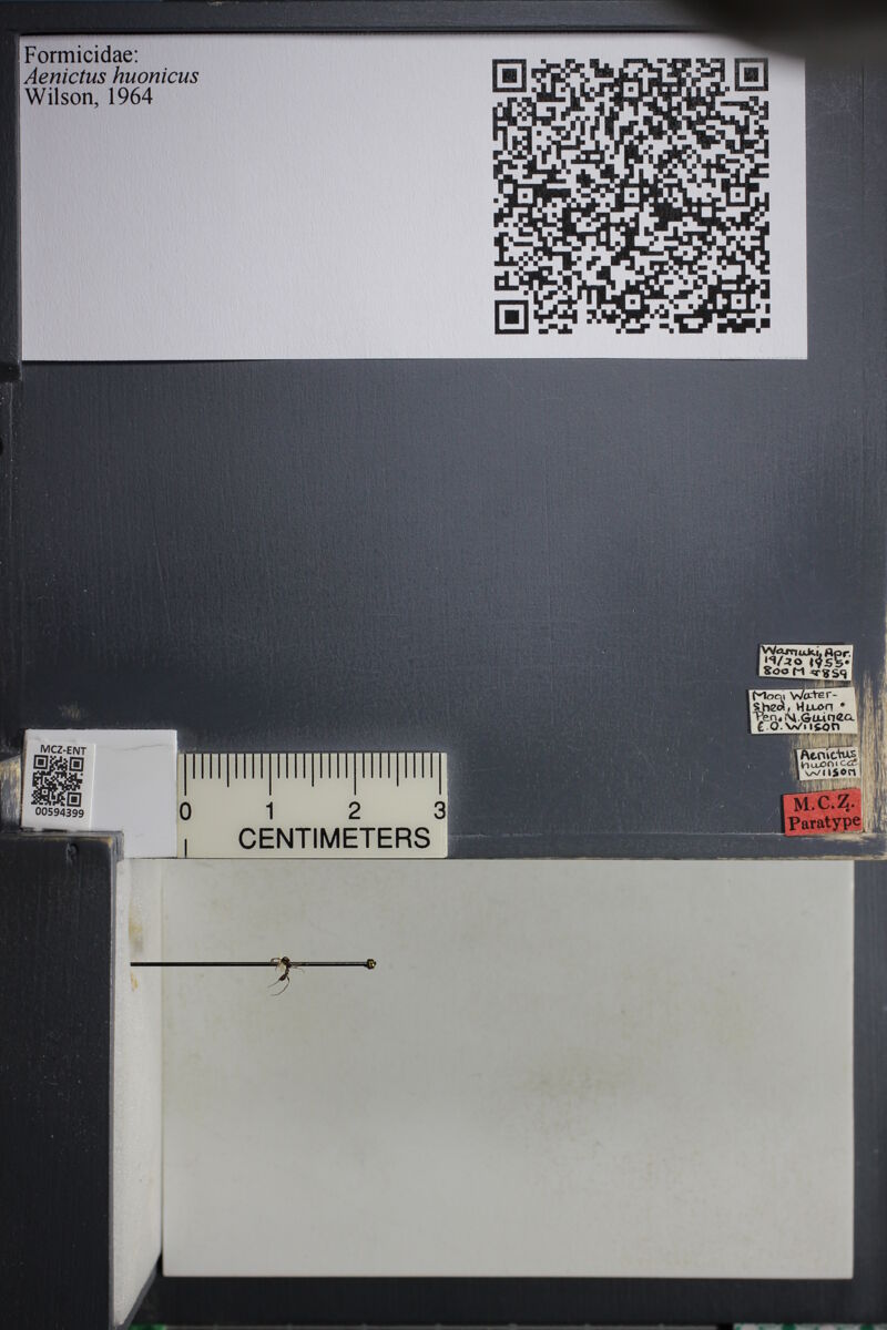 Aenictus huonicus, type collected by Edward Osborne Wilson at Wamuki, Morobe Province