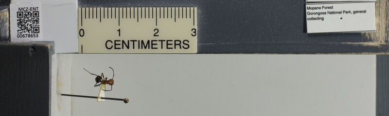 Museum drawer holding Myrmicaria Saunders, 1842, collected by Edward Osborne Wilson, Tonga Torcida, Kathleen M. Horton at Gorongosa National Park, Mopane Forest, Sofala in 2012