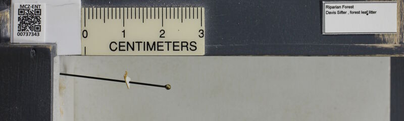 Museum drawer holding Hypoponera Santschi, 1938, collected by Gary D. Alpert, Edward Osborne Wilson at Gorongosa National Park, Limestone Gorge, Sofala in 2012