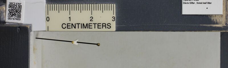 Museum drawer holding Hypoponera Santschi, 1938, collected by Gary D. Alpert, Edward Osborne Wilson at Gorongosa National Park, Limestone Gorge, Sofala in 2012