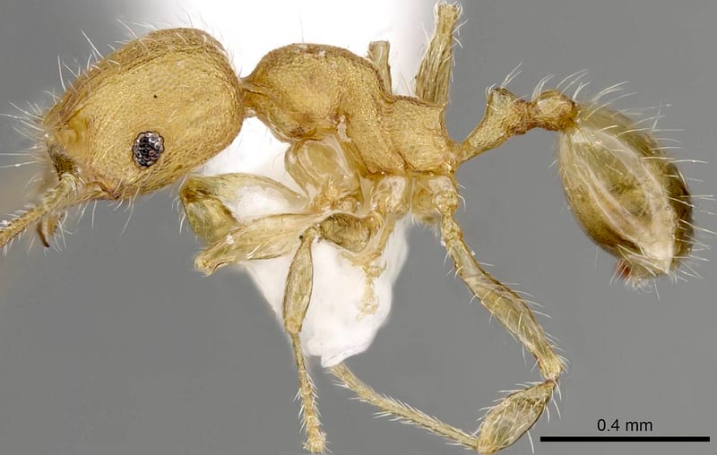 Pheidole moerens collected by C. Rabeling|E.O. Wilson at Espiritu Santo, former Ratard Plantation, 8 km SW Luganville