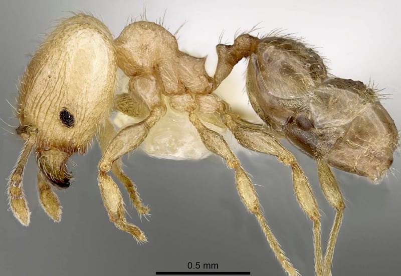 Pheidole moerens collected by C. Rabeling|E.O. Wilson at Espiritu Santo, former Ratard Plantation, 8 km SW Luganville