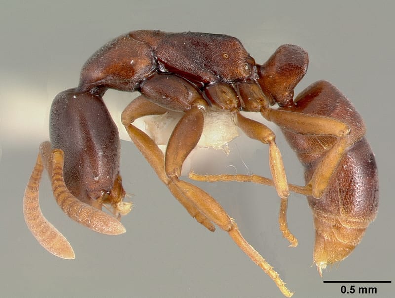 Belonopelta deletrix collected by E.O. Wilson at Pueblo Nuevo nr. Tetzonapa, Veracruz