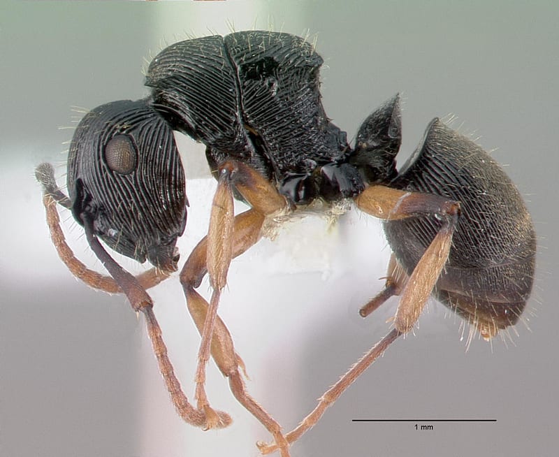 Polyrhachis wamuki collected by E.O. Wilson at Wamuki, Mongi Watershed, Huon Peninsula, Morobe
