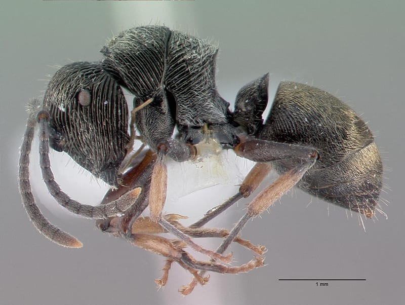 Polyrhachis impressa collected by E.O. Wilson at Lower Busu River, Huon Peninsula, Morobe