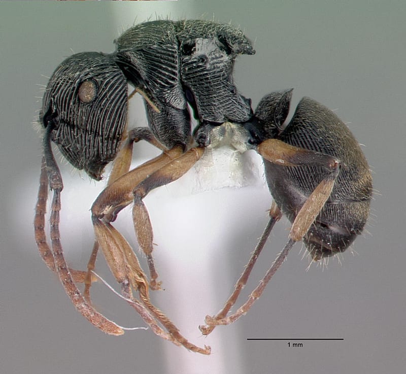 Polyrhachis wilsoni collected by E.O. Wilson at Lower Busu River, Huon Peninsula, Morobe