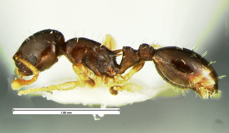Temnothorax Mayr, 1861 collected by E.O. Wilson at Guthrie's Nursery, Tuscaloosa, Alabama