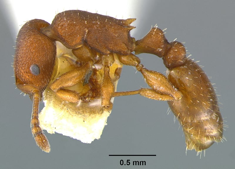 Temnothorax bradleyi collected by E.O. Wilson at Bay Minette, Alabama