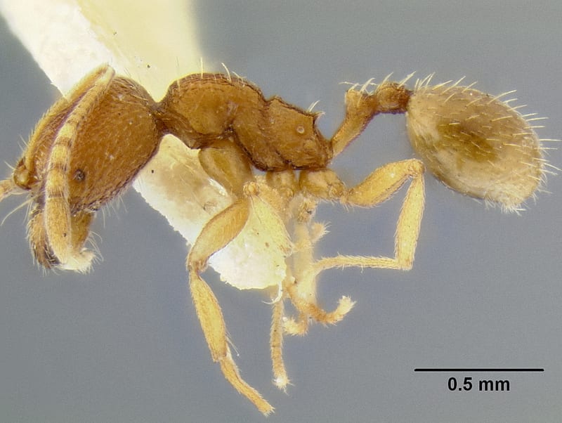 Stenamma excisum collected by E. O. Wilson at Pueblo Nuevo, nr. Tezonapa, Veracruz