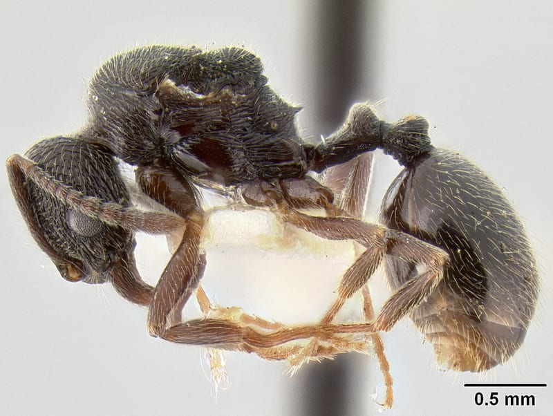 Stenamma manni collected by E. O. Wilson at Rancho Somecla, Pico Orizaba, Veracruz