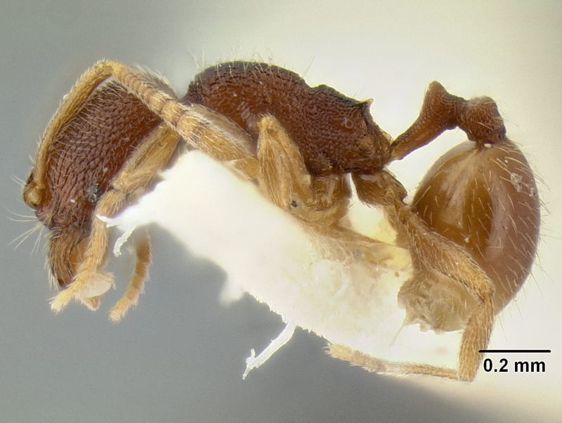 Stenamma connectum collected by E. O. Wilson at Pueblo Nuevo, nr. Tezonapa, Veracruz
