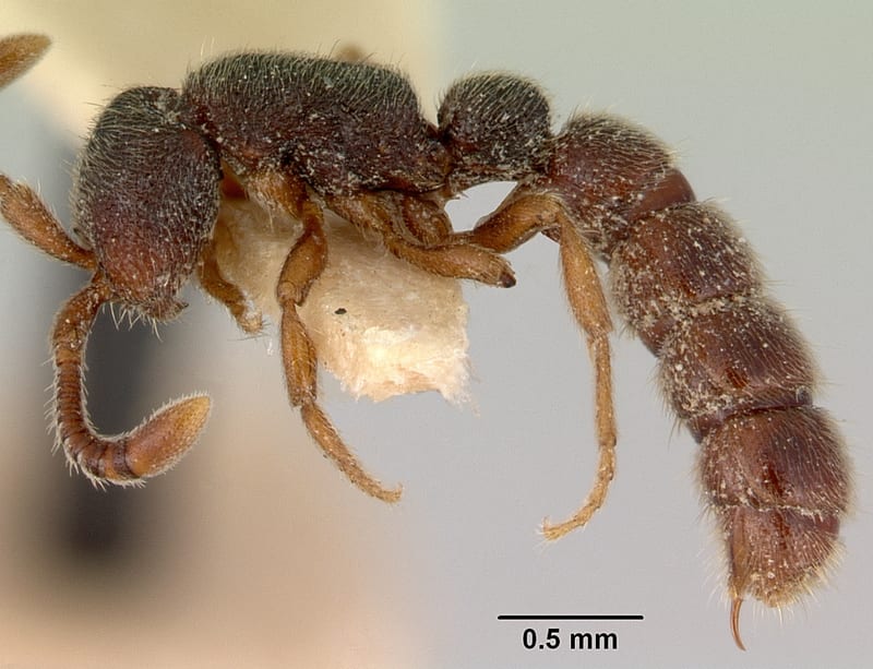 Zasphinctus caledonicus, paratype collected by E.O. Wilson at Ciu, near Mt. Canala