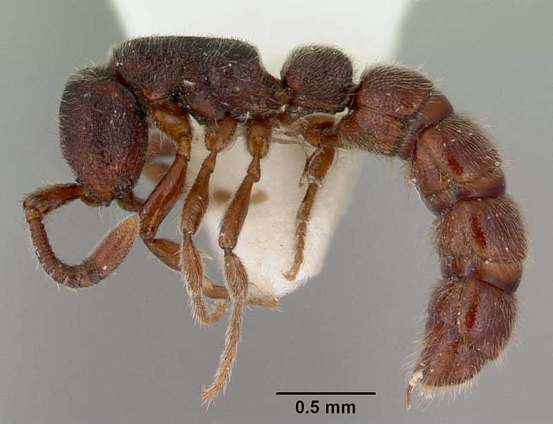 Zasphinctus caledonicus, paratype collected by E.O. Wilson at Ciu. Mt Canala