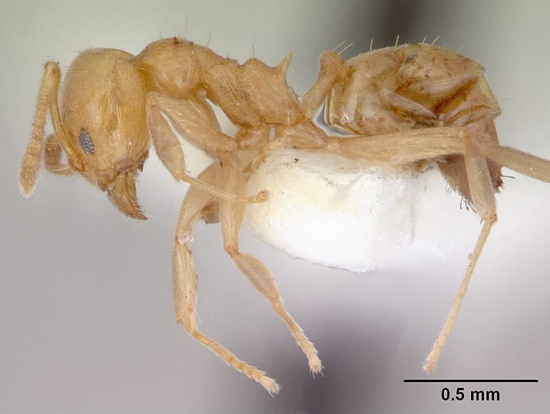 Aneuretus simoni collected by E.O. Wilson at Gilimale, 16-20km. ne. of Ratnapura