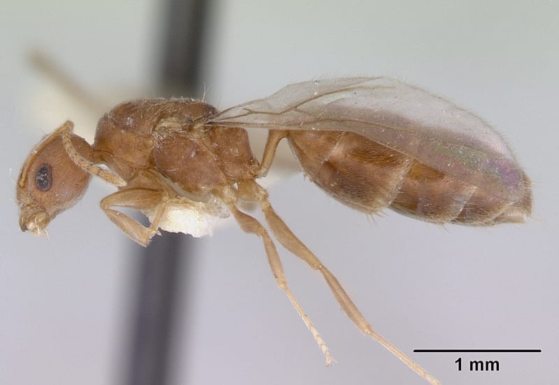 Aneuretus simoni collected by E.O. Wilson at Ratnapura, Sabaragamuwa
