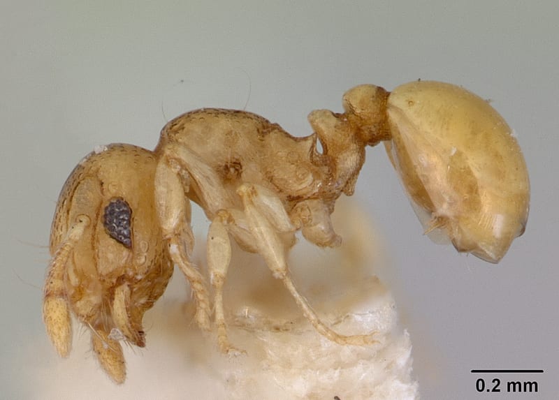 Mayriella sharpi Shattuck & Barnett, holotype collected by E.O. Wilson at Bisianumu nr. Sogeri