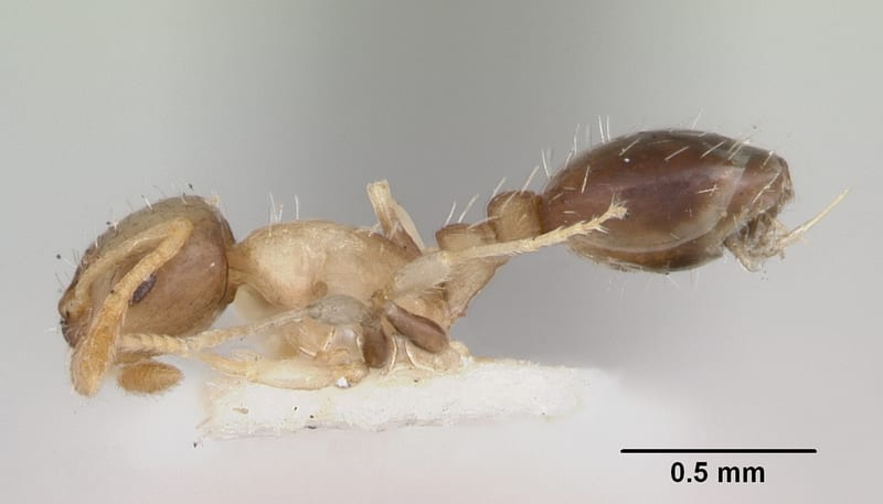 Temnothorax Mayr, 1861, paratype collected by E.O. Wilson at Guthrie's Nursery, Alabama