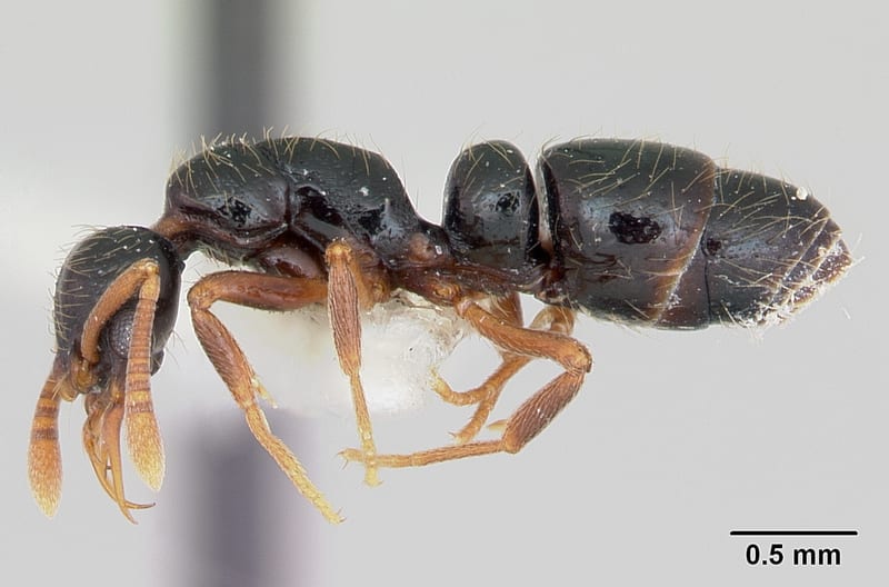 Thaumatomyrmex cochlearis collected by E.O. Wilson at Blanco's Woods, Soledad, L.V., Camagüey