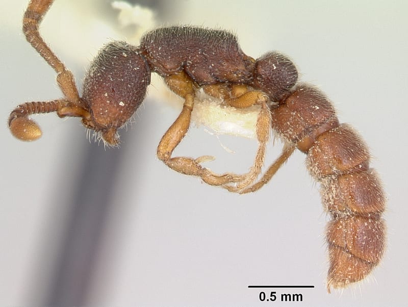 Zasphinctus caledonicus, paratype collected by E.O. Wilson at Ciu, near Mt. Canala