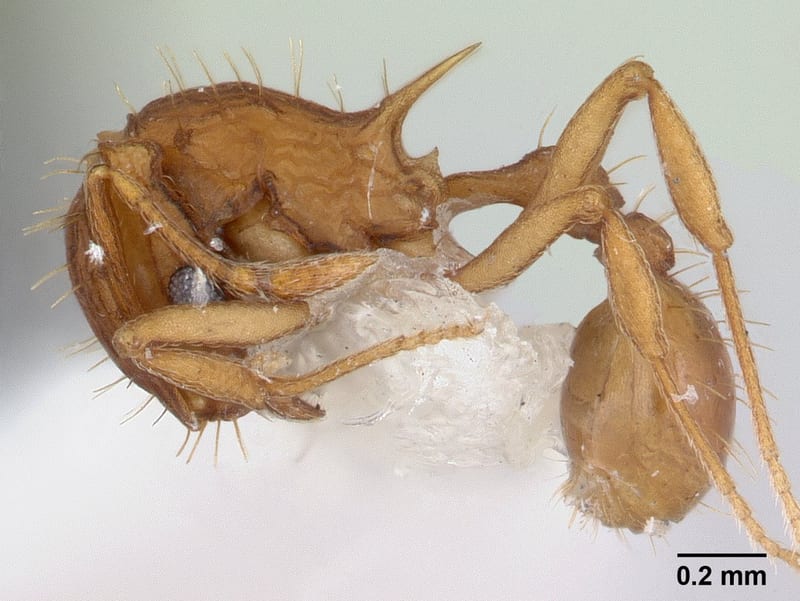 Blepharidatta brasiliensis collected by E.O. Wilson at Fazenda Diniona 90 km N. Manaus
