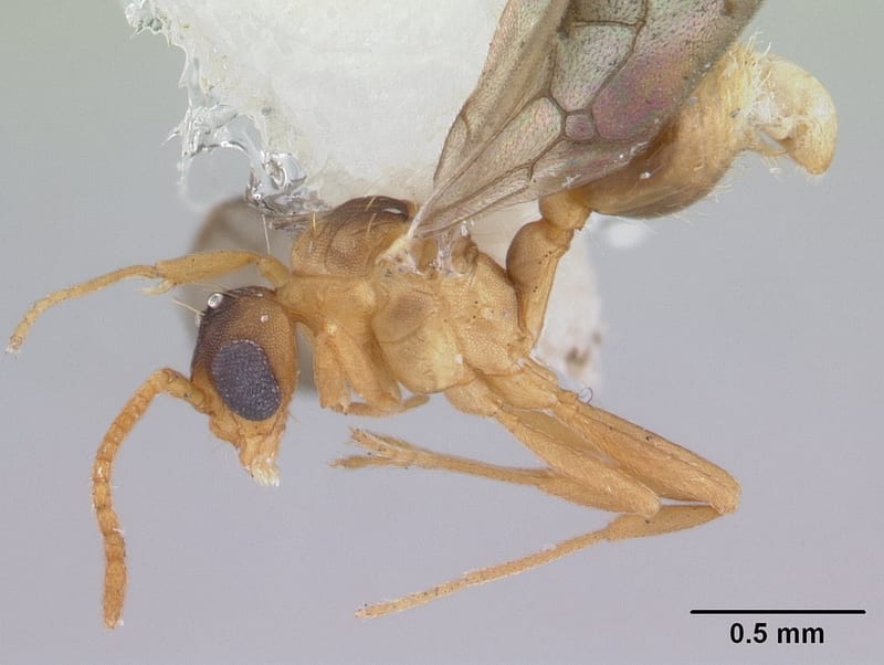 Blepharidatta brasiliensis collected by E.O. Wilson at Fazenda Diniona 90 km N. Manaus