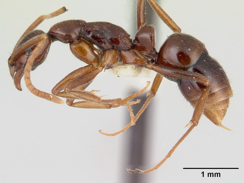 Leptogenys consanguinea collected by E.O. Wilson at Las Hamacas, 17k N Santiago, nr. Tuxtla, Veracruz