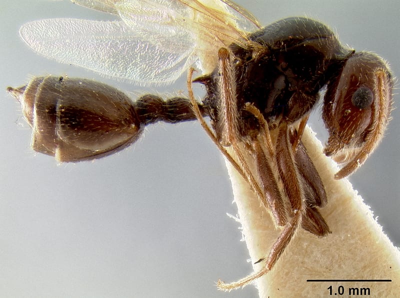 Crematogaster meijerei collected by E.O. Wilson at Lower Busu River, Huon Peninsula, Morobe