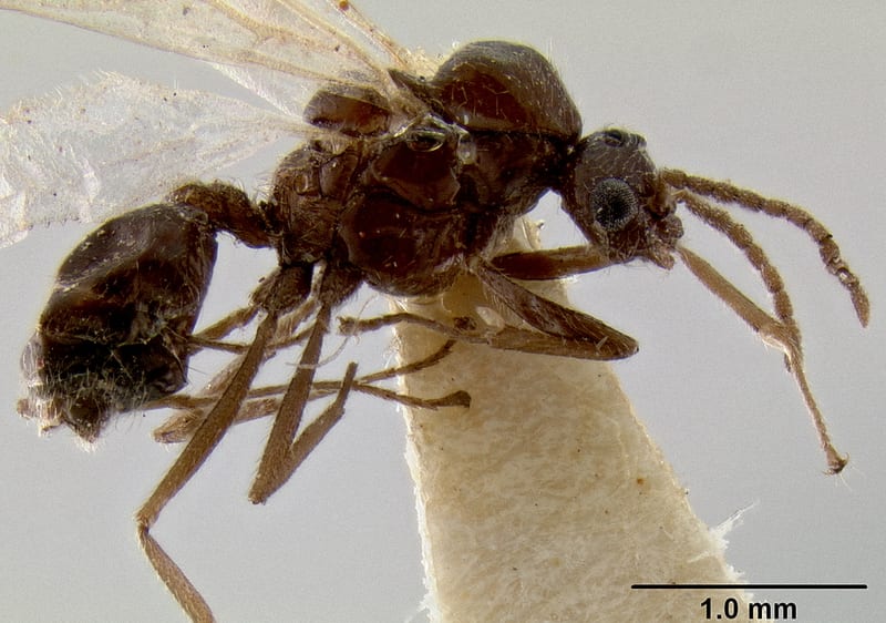 Crematogaster meijerei collected by E.O. Wilson at Lower Busu River, Huon Peninsula, Morobe