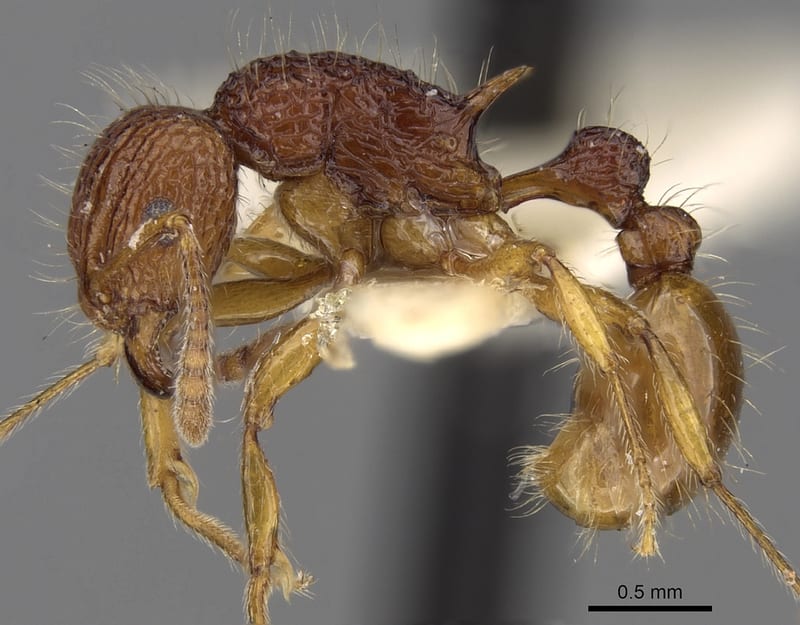 Tetramorium pilosum collected by E.O. Wilson at Kandy