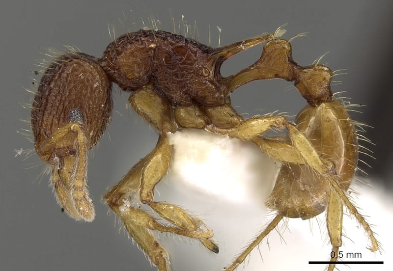 Tetramorium curvispinosum collected by E.O. Wilson at Kandy