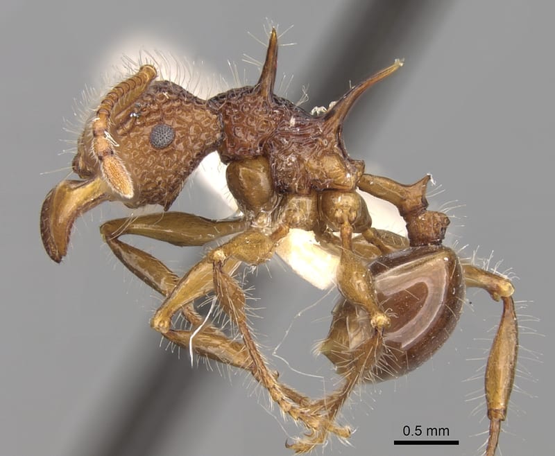Acanthomyrmex luciolae collected by E.O. Wilson at Gilimale, 16-20km. ne. of Ratnapura