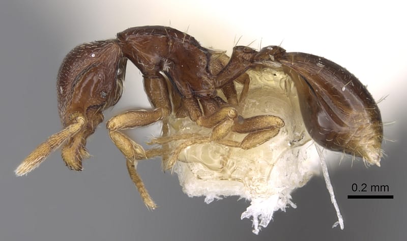 Strumigenys azteca collected by E.O. Wilson at Pueblo Nuevo nr. Tetzonapa, Veracruz