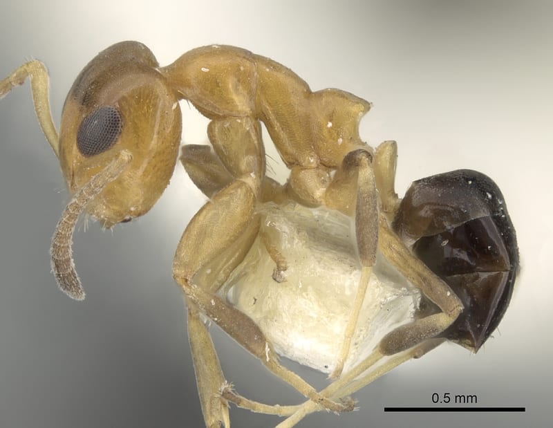 Turneria postomma collected by E.O. Wilson at Lower Busu River, Huon Peninsula, Morobe