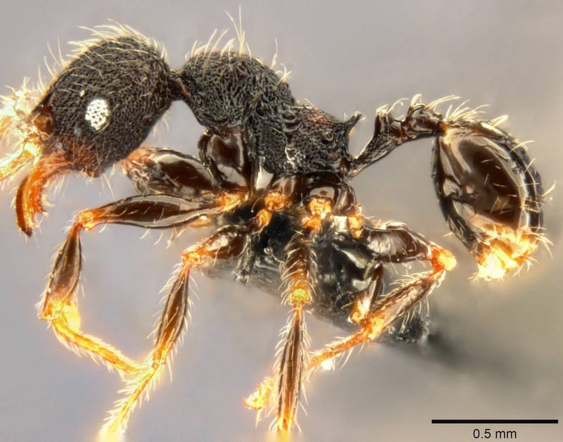 Formicidae collected by C Rabeling, EO Wilson at Espiritu Santo, Mt. Tanakar near Butmas