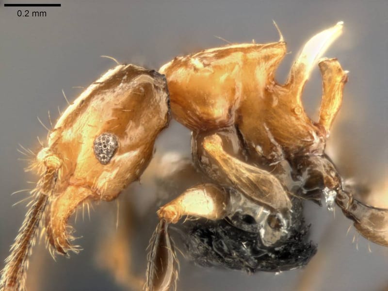 Formicidae collected by C Rabeling, EO Wilson at Espiritu Santo, Mt. Tanakar near Butmas