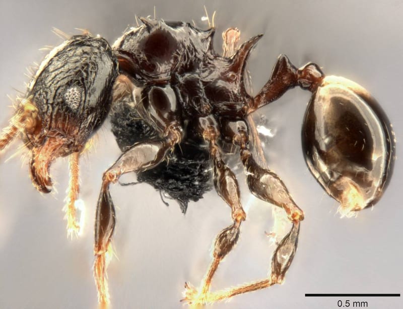 Formicidae collected by C Rabeling, EO Wilson at Espiritu Santo, Mt. Tanakar near Butmas