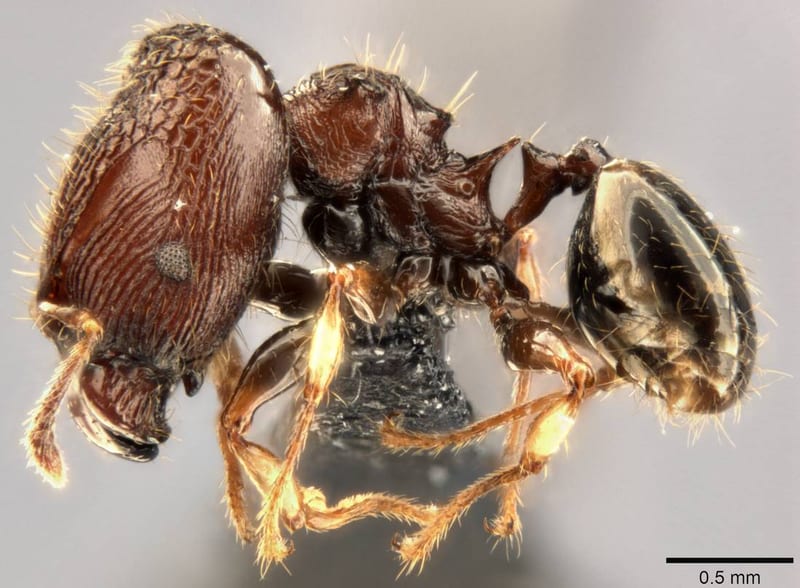 Formicidae collected by C Rabeling, EO Wilson at Espiritu Santo, Mt. Tanakar near Butmas