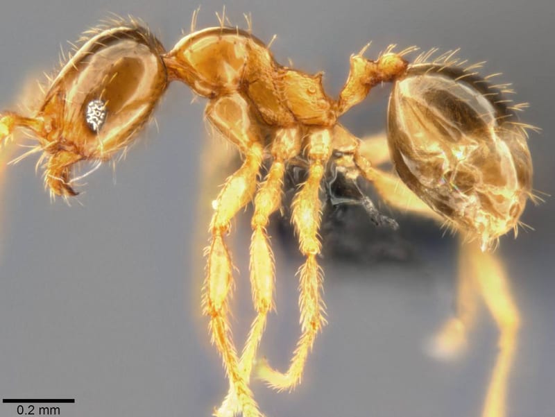 Pheidole umbonata collected by C Rabeling, EO Wilson at Espiritu Santo, Luganville, Hotel Santo
